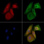 OPA1 Antibody in Immunocytochemistry (ICC/IF)