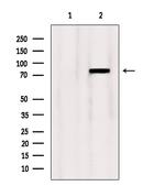 OSBP Antibody in Western Blot (WB)