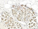 SP7 Antibody in Immunohistochemistry (Paraffin) (IHC (P))