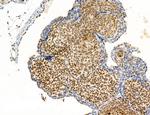 SP7 Antibody in Immunohistochemistry (Paraffin) (IHC (P))