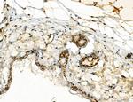 SP7 Antibody in Immunohistochemistry (Paraffin) (IHC (P))