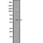 SP7 Antibody in Western Blot (WB)