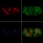 OVOL2 Antibody in Immunocytochemistry (ICC/IF)