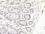 OVOL2 Antibody in Immunohistochemistry (Paraffin) (IHC (P))