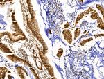 OVOL2 Antibody in Immunohistochemistry (Paraffin) (IHC (P))