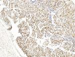 OVOL2 Antibody in Immunohistochemistry (Paraffin) (IHC (P))