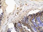 OVOL2 Antibody in Immunohistochemistry (Paraffin) (IHC (P))