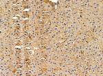 P2Y2 Antibody in Immunohistochemistry (Paraffin) (IHC (P))