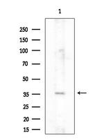 P2Y2 Antibody in Western Blot (WB)