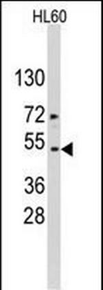 Actin Antibody in Western Blot (WB)