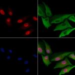 PAF1 Antibody in Immunocytochemistry (ICC/IF)