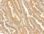 PAG1 Antibody in Immunohistochemistry (Paraffin) (IHC (P))