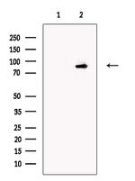 PDE1C Antibody in Western Blot (WB)