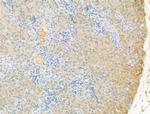 PDE4A Antibody in Immunohistochemistry (Paraffin) (IHC (P))