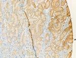 PDE4A Antibody in Immunohistochemistry (Paraffin) (IHC (P))