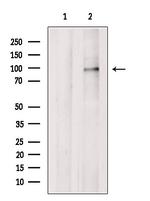 PDE4A Antibody in Western Blot (WB)