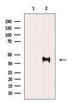 PDK1 Antibody in Western Blot (WB)