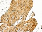 Pericentrin Antibody in Immunohistochemistry (Paraffin) (IHC (P))