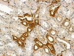 Pericentrin Antibody in Immunohistochemistry (Paraffin) (IHC (P))