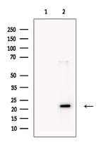 PERP Antibody in Western Blot (WB)