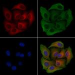 PEX19 Antibody in Immunocytochemistry (ICC/IF)