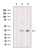 PGAM5 Antibody in Western Blot (WB)