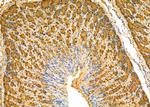 PGC Antibody in Immunohistochemistry (Paraffin) (IHC (P))