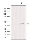 PGC Antibody in Western Blot (WB)