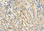 PTGES Antibody in Immunohistochemistry (Paraffin) (IHC (P))