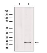 PTGES Antibody in Western Blot (WB)