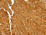 PKA alpha Antibody in Immunohistochemistry (Paraffin) (IHC (P))