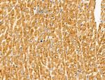 PKA alpha Antibody in Immunohistochemistry (Paraffin) (IHC (P))