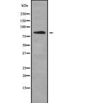 PLCD1 Antibody in Western Blot (WB)