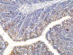 PLXNA4 Antibody in Immunohistochemistry (Paraffin) (IHC (P))