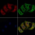 PNP Antibody in Immunocytochemistry (ICC/IF)