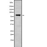 POLR3E Antibody in Western Blot (WB)