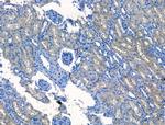 Polycystin 1 Antibody in Immunohistochemistry (Paraffin) (IHC (P))