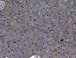 Polycystin 1 Antibody in Immunohistochemistry (Paraffin) (IHC (P))