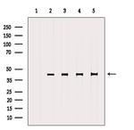 PON2 Antibody in Western Blot (WB)