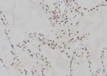 PPP2R2A Antibody in Immunohistochemistry (Paraffin) (IHC (P))