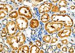 PPP2R2A Antibody in Immunohistochemistry (Paraffin) (IHC (P))