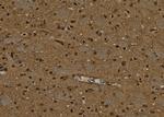 PPP4C Antibody in Immunohistochemistry (Paraffin) (IHC (P))