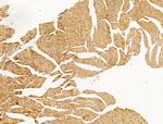 PR3 Antibody in Immunohistochemistry (Paraffin) (IHC (P))