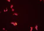 PRMT5 Antibody in Immunocytochemistry (ICC/IF)