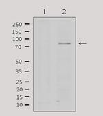 PRMT5 Antibody in Western Blot (WB)