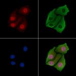 PSMA7 Antibody in Immunocytochemistry (ICC/IF)