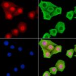 PSMA7 Antibody in Immunocytochemistry (ICC/IF)