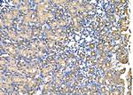 PSMA7 Antibody in Immunohistochemistry (Paraffin) (IHC (P))