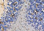 PSMA7 Antibody in Immunohistochemistry (Paraffin) (IHC (P))