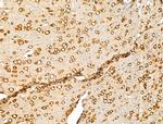 PURA Antibody in Immunohistochemistry (Paraffin) (IHC (P))